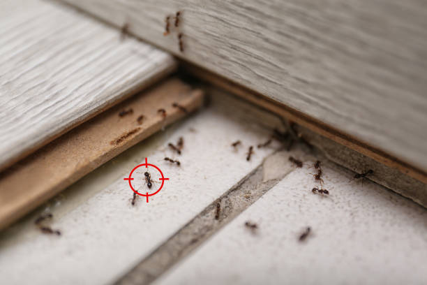 Best Affordable Pest Control Services  in Laurel, VA